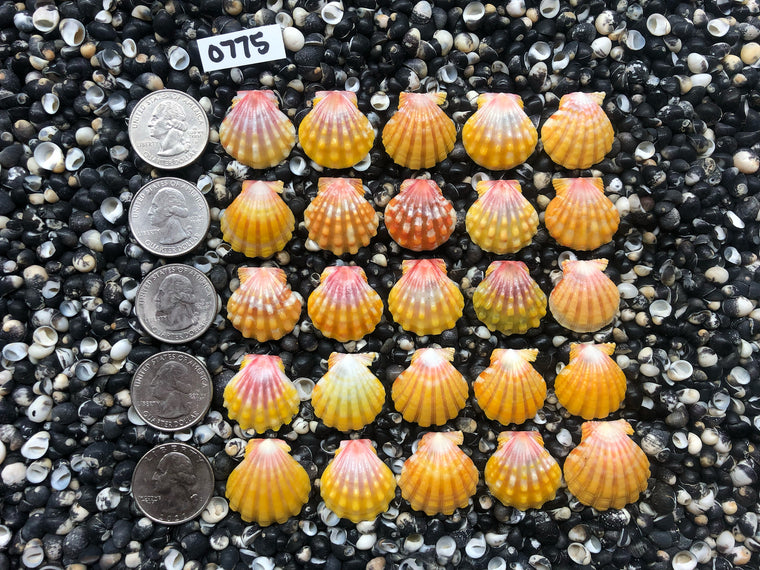 0775 lot of sunrise shells