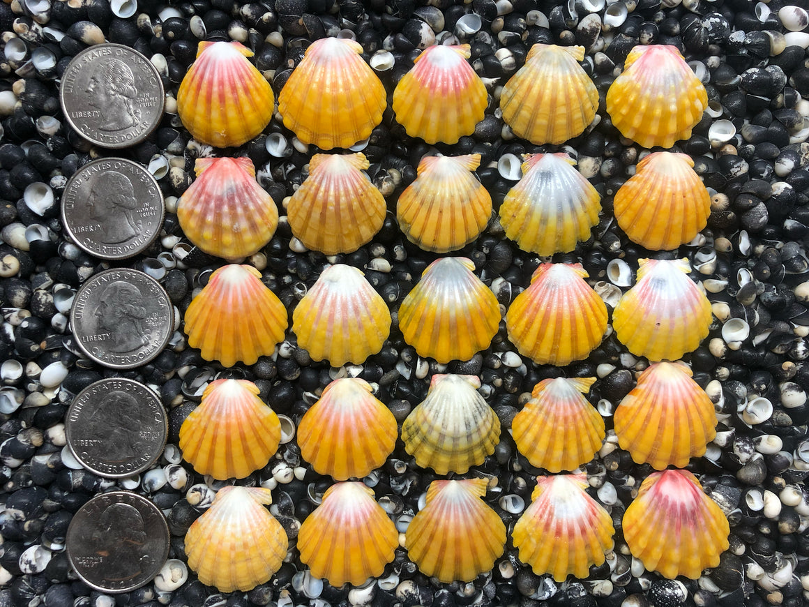 0776 lot of sunrise shells