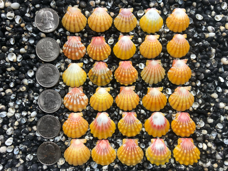 0777 lot of sunrise shells