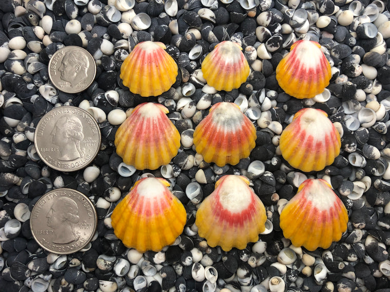 0099 lot of sunrise shells
