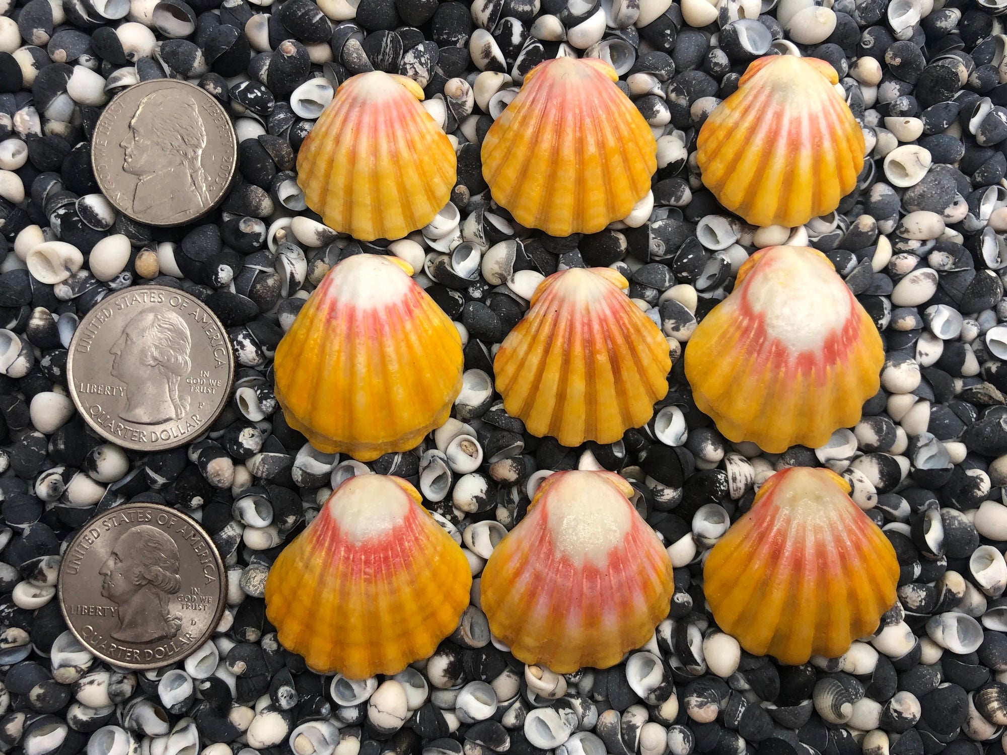 0103 lot of sunrise shells