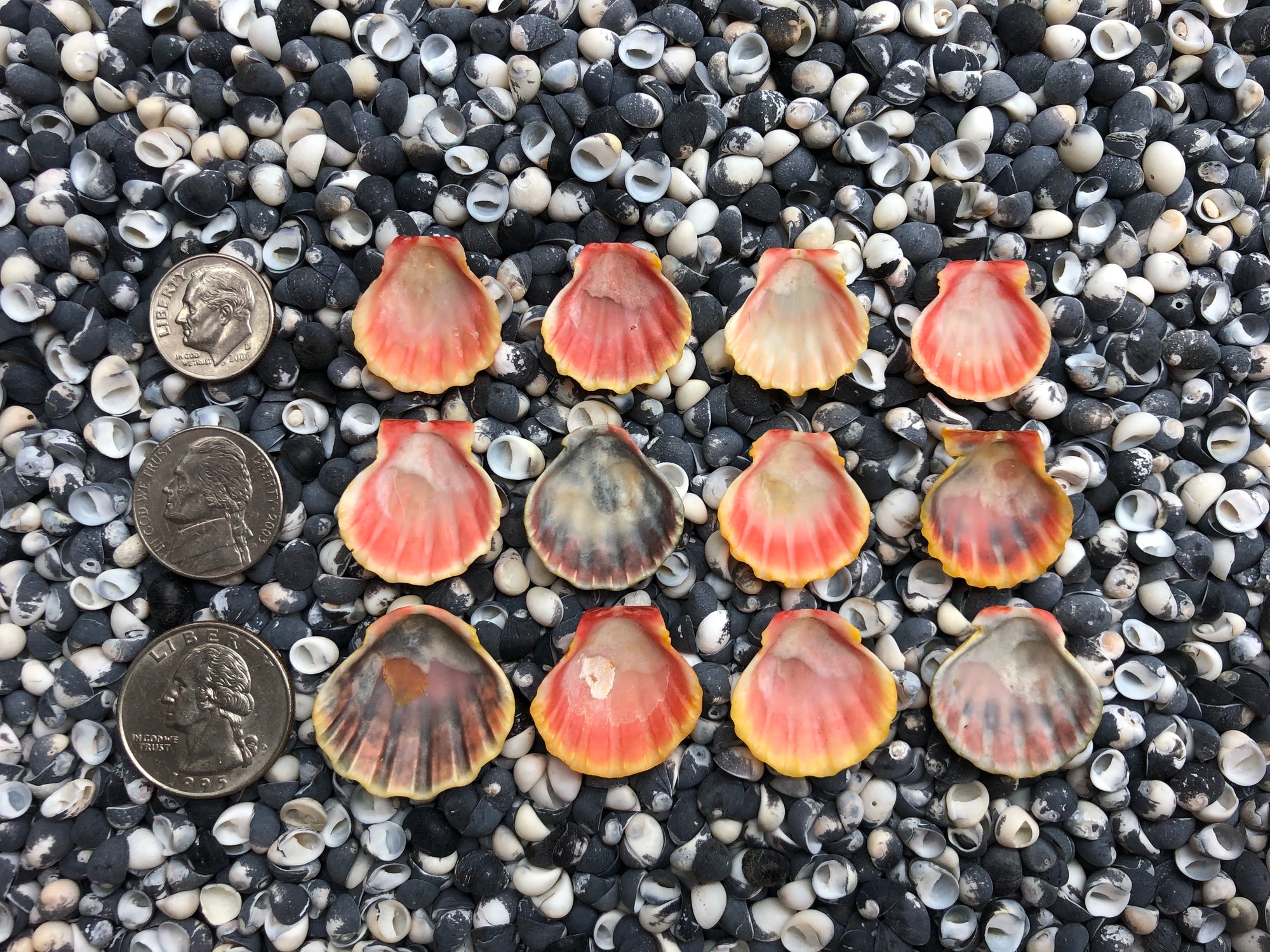0041 lot of sunrise shells