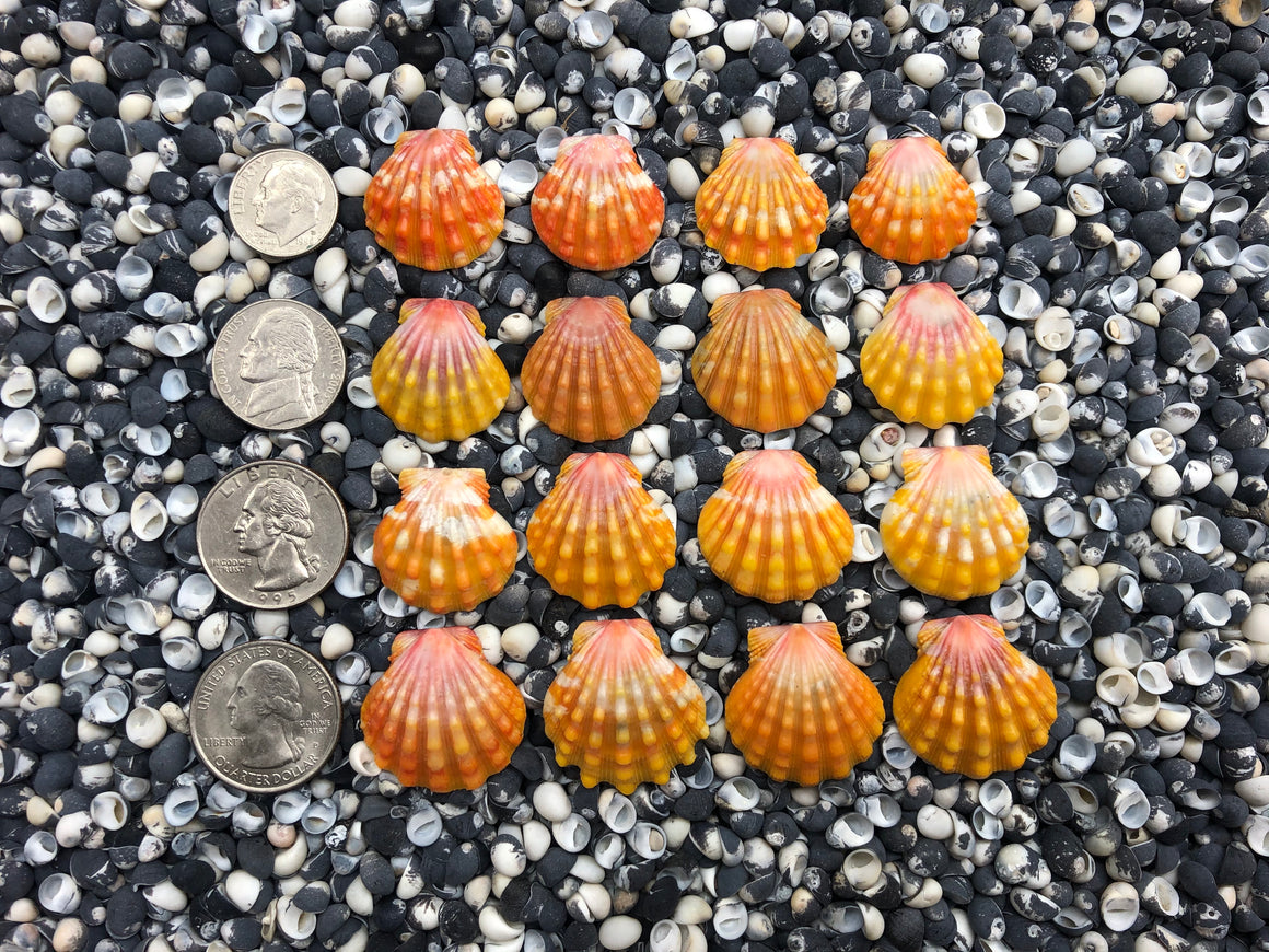 0060 lot of sunrise shells