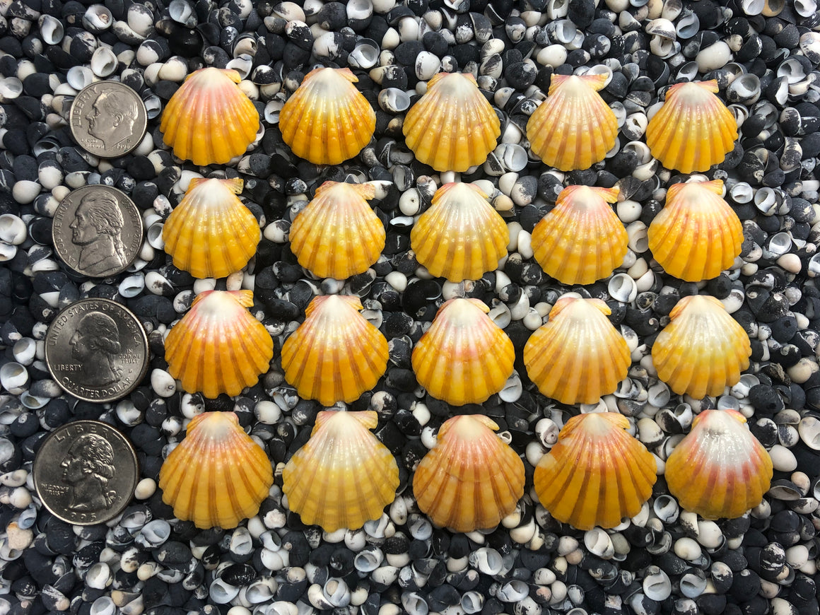 0080 lot of sunrise shells