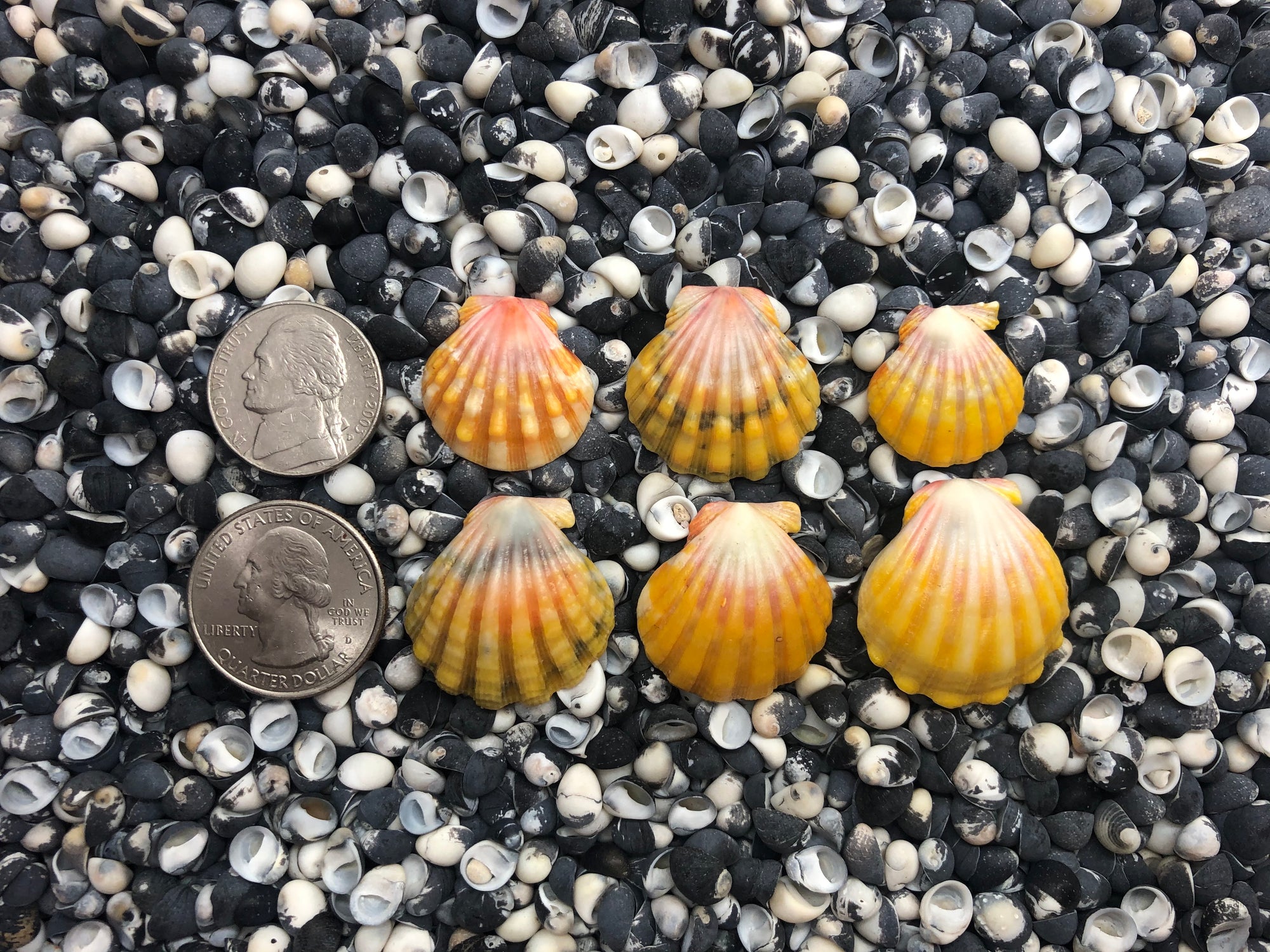 0108 lot of sunrise shells