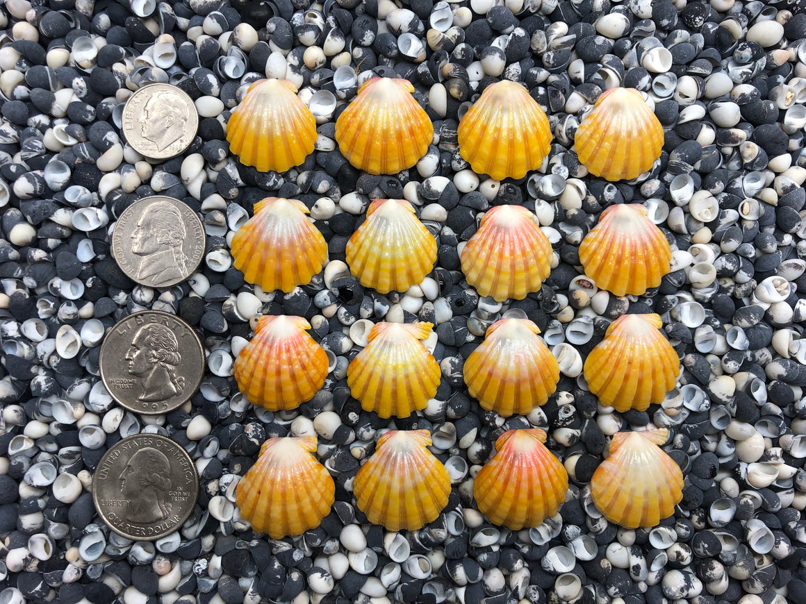 0061 lot of sunrise shells