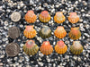0041 lot of sunrise shells