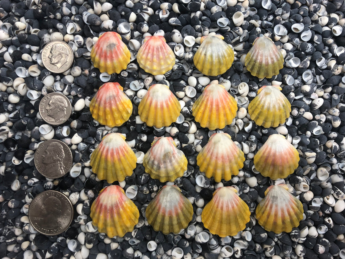0033 lot of sunrise shells