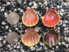 0109 lot of sunrise shells