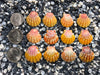 0070 lot of sunrise shells