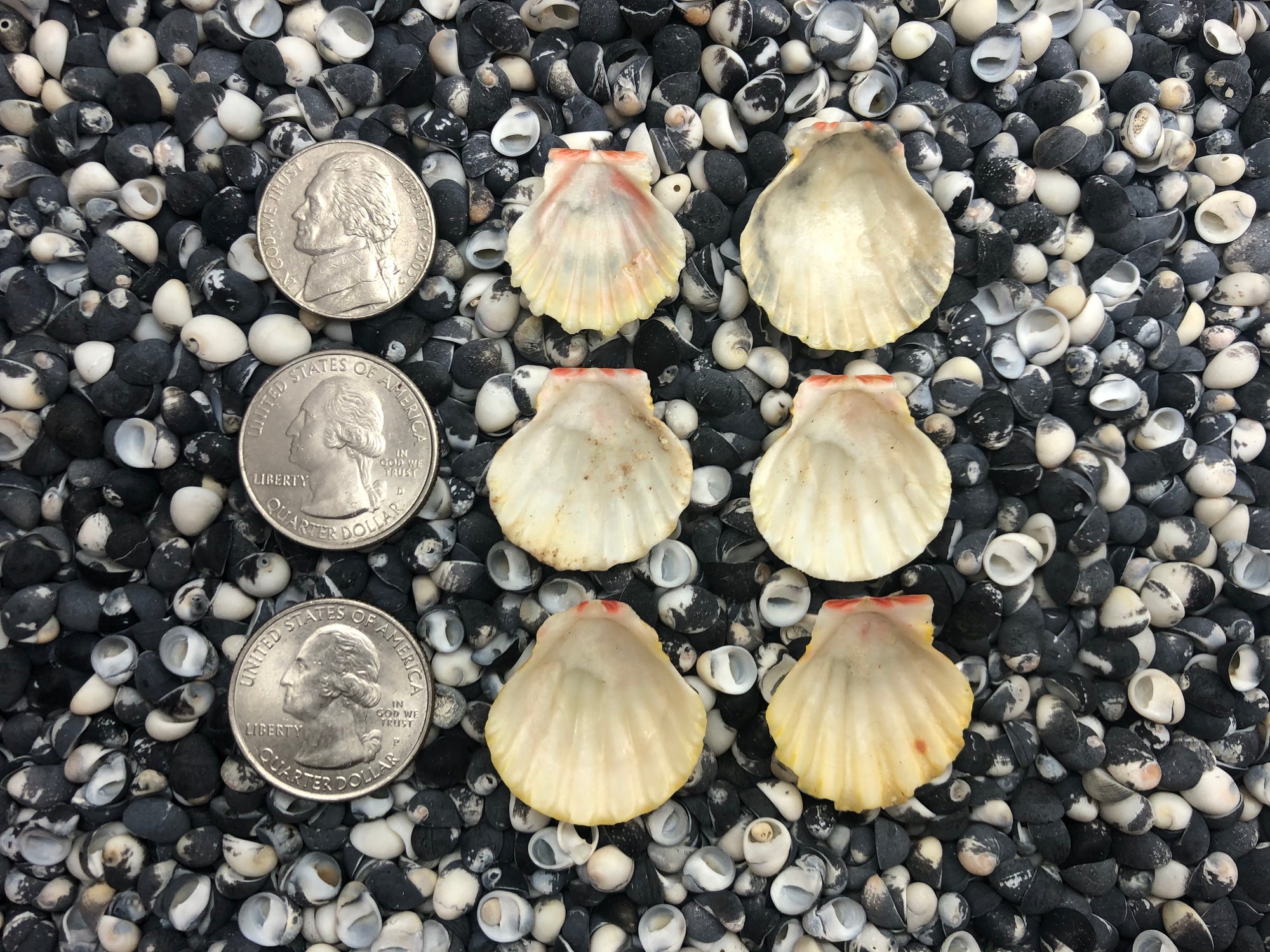 0097 lot of sunrise shells