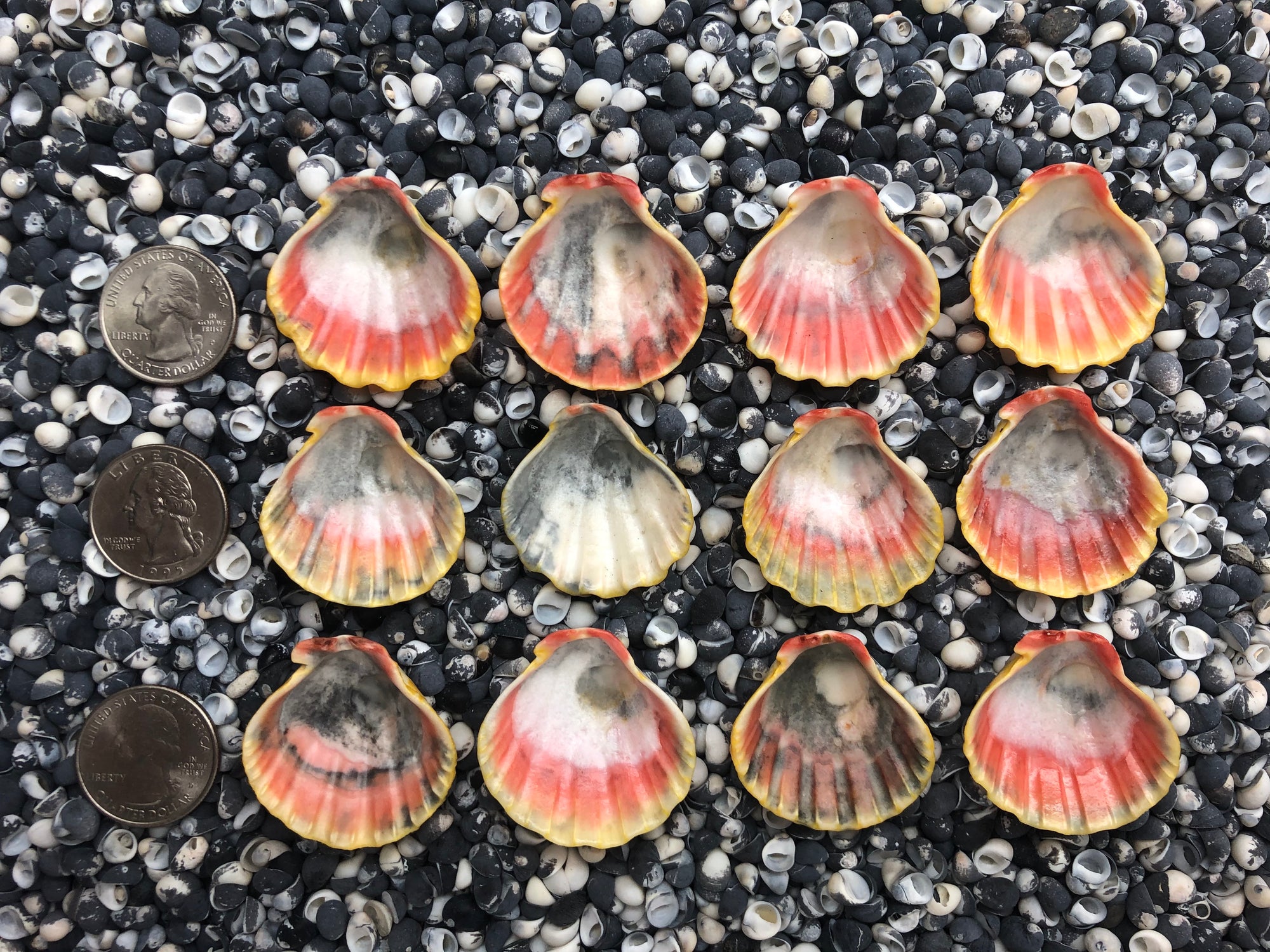 0023 lot of sunrise shells