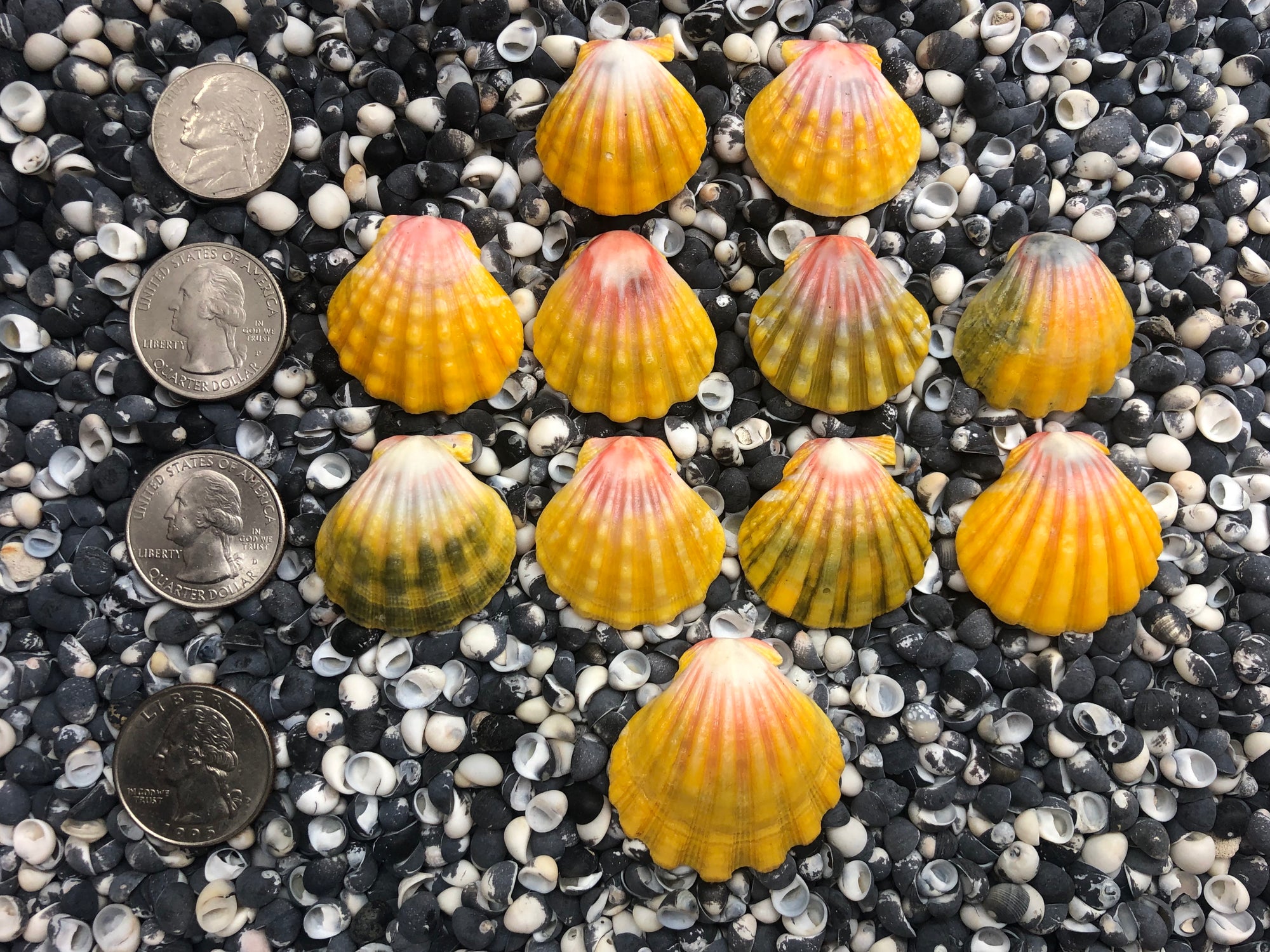 0088 lot of sunrise shells
