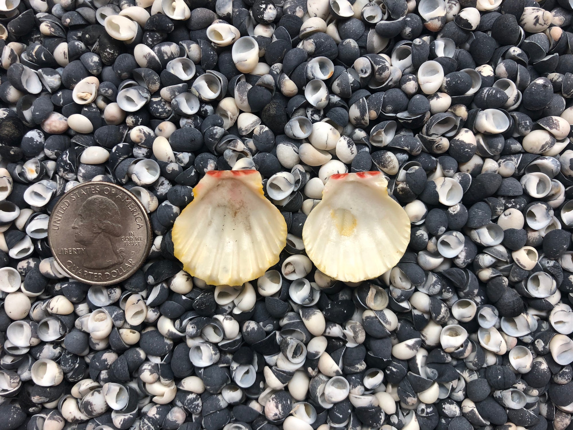 0002 rare white albino sunrise shells