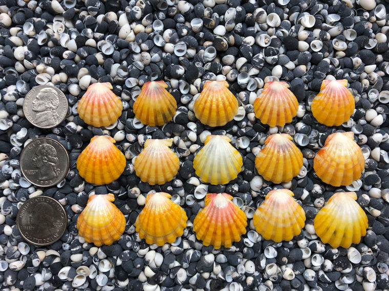 0045 lot of sunrise shells