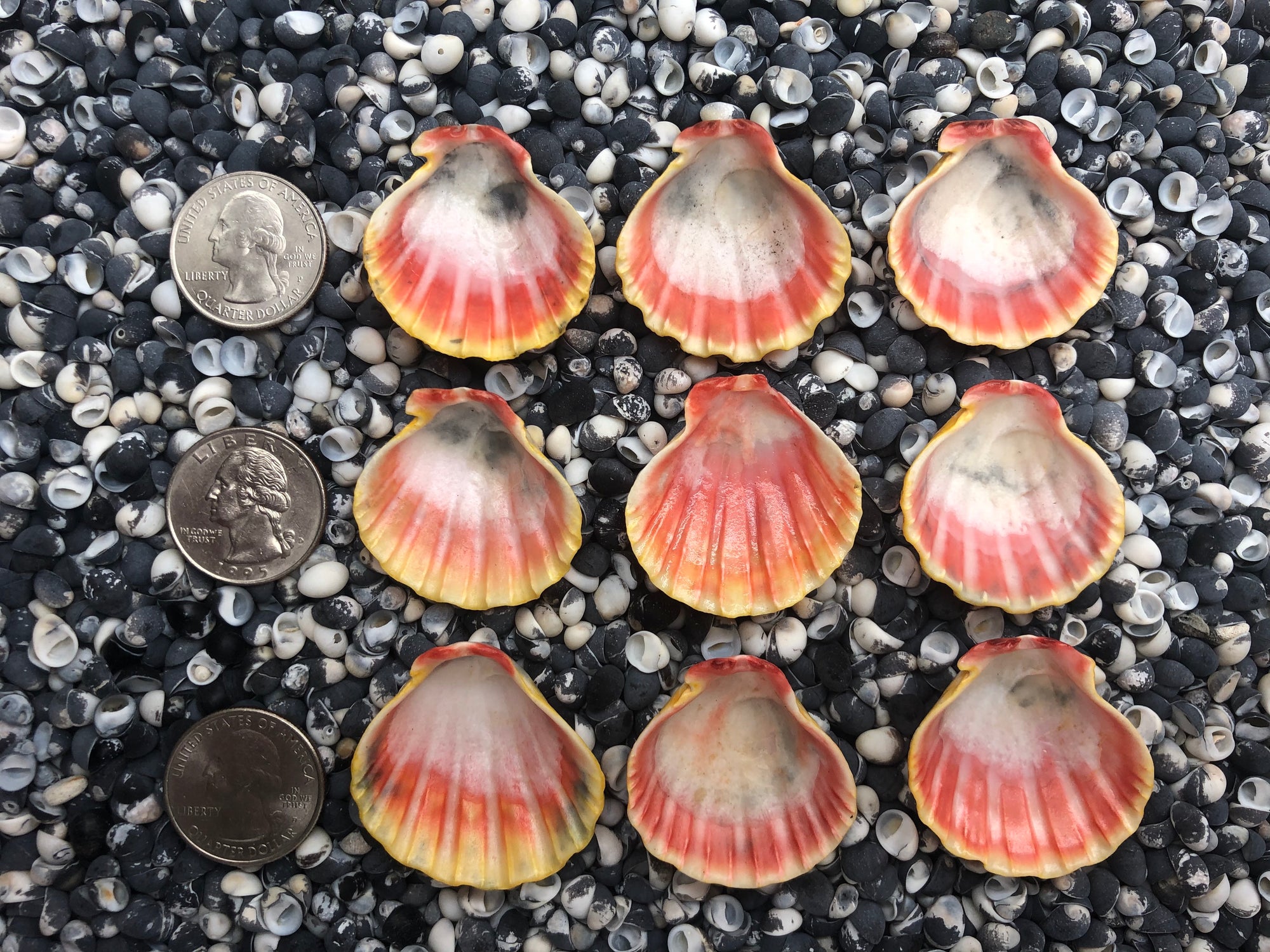 0028 lot of sunrise shells