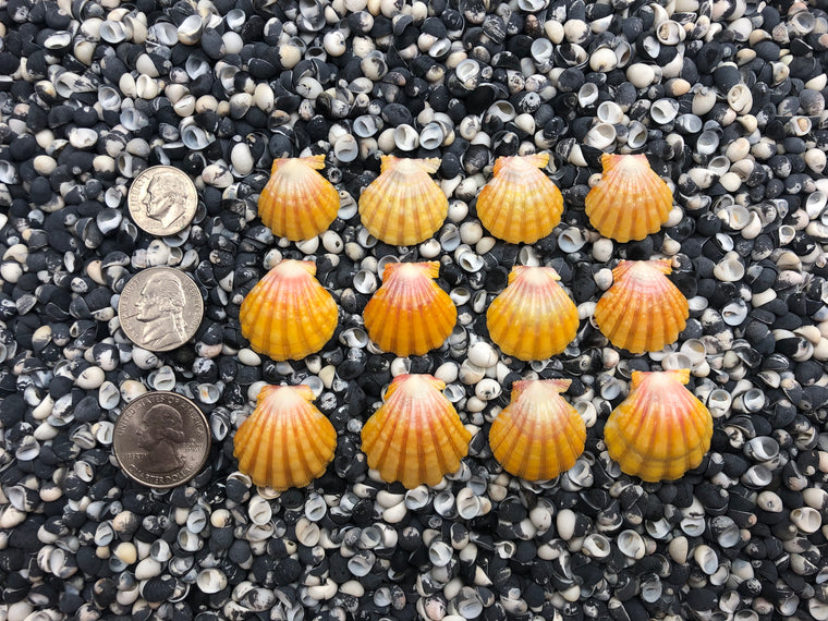 0014 lot of sunrise shells
