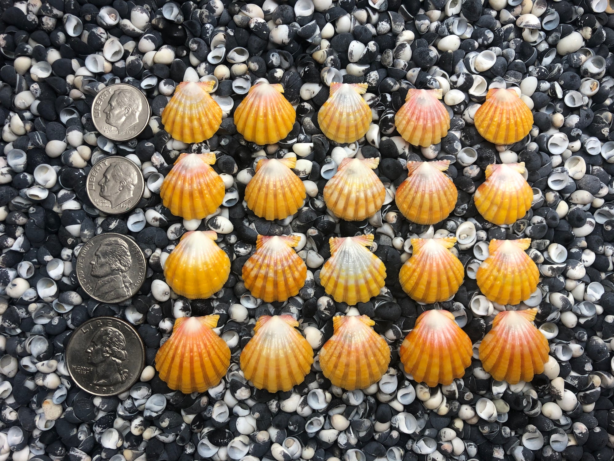 0079 lot of sunrise shells