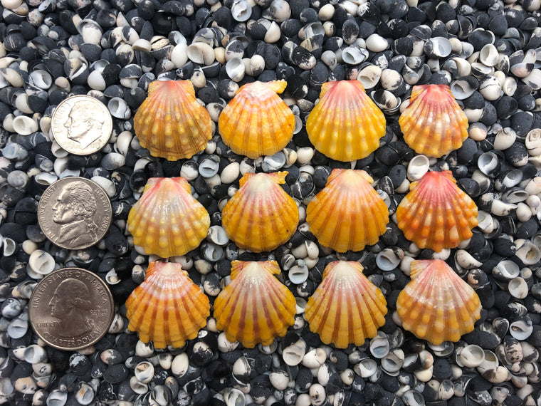 0019 lot of sunrise shells