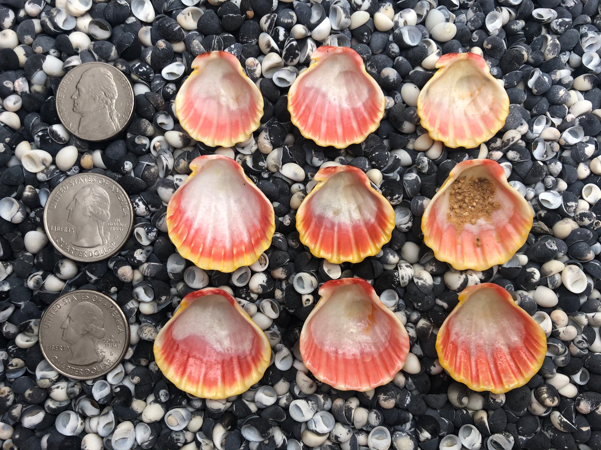 0103 lot of sunrise shells