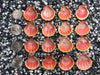 0063 lot of sunrise shells