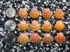 0056 lot of sunrise shells