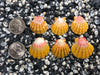 0046 lot of sunrise shells