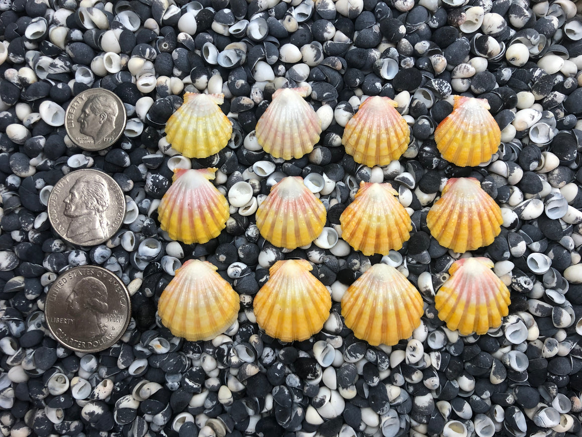 0020 lot of sunrise shells