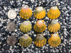 0026 lot of sunrise shells