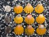 0028 lot of sunrise shells