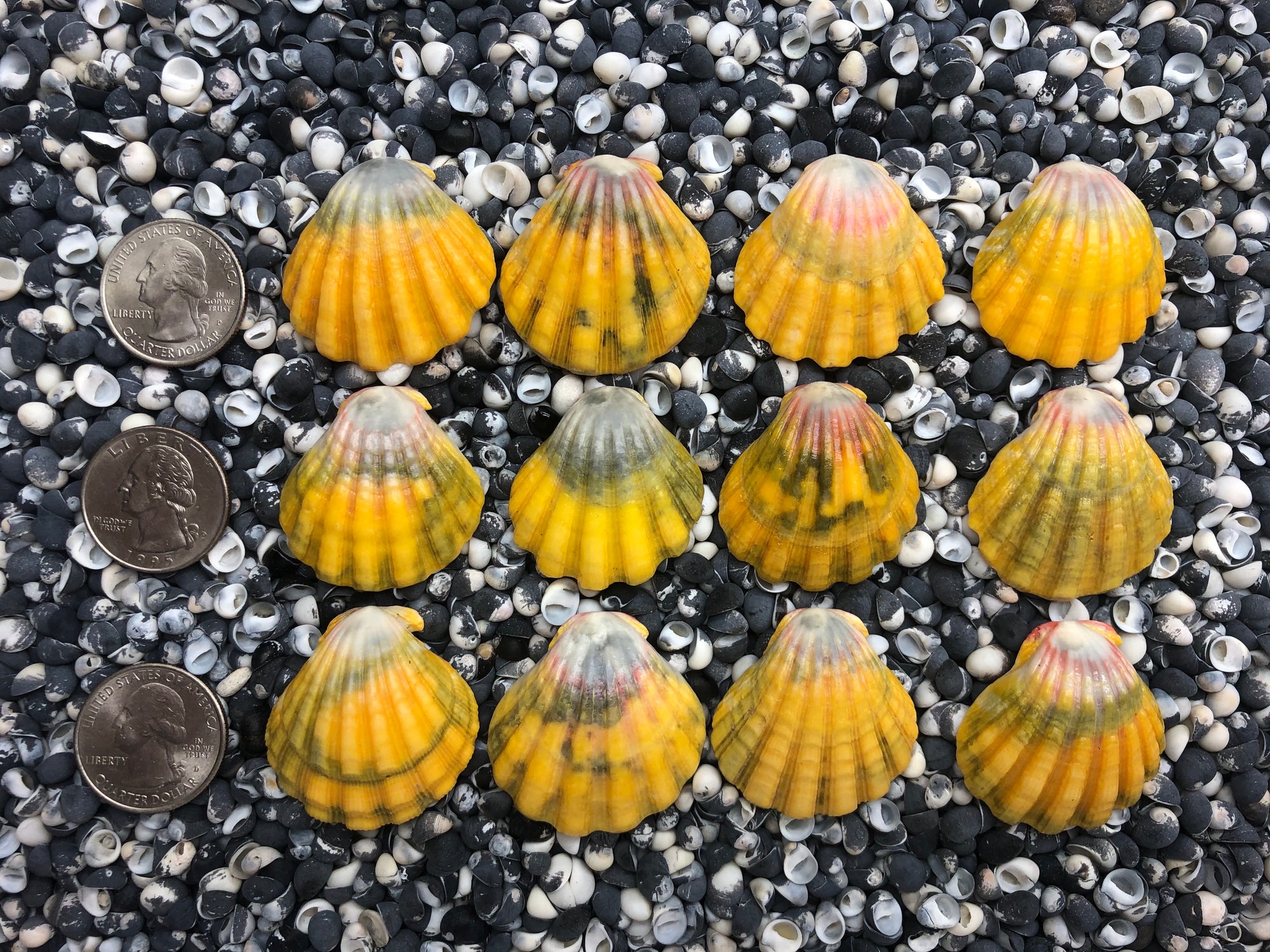 0023 lot of sunrise shells