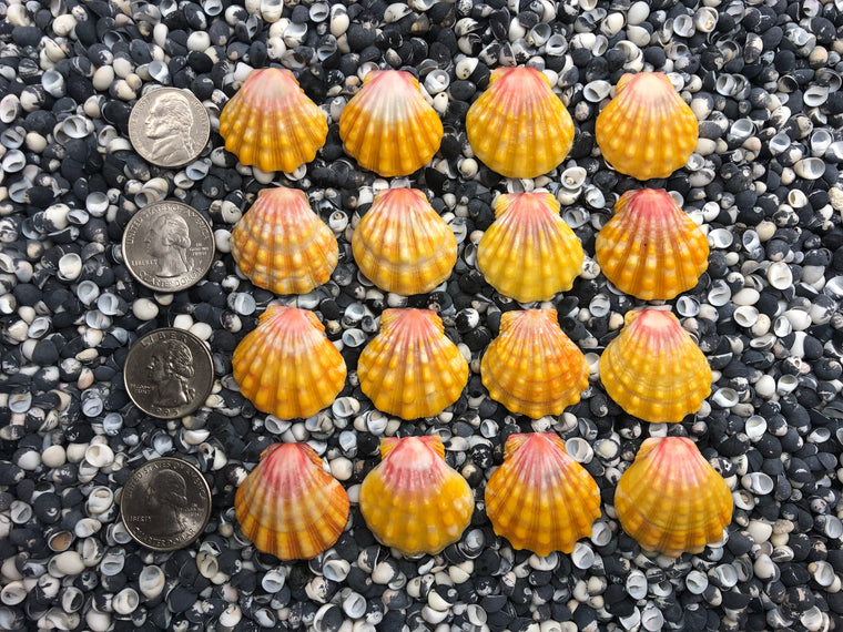 0073 lot of sunrise shells