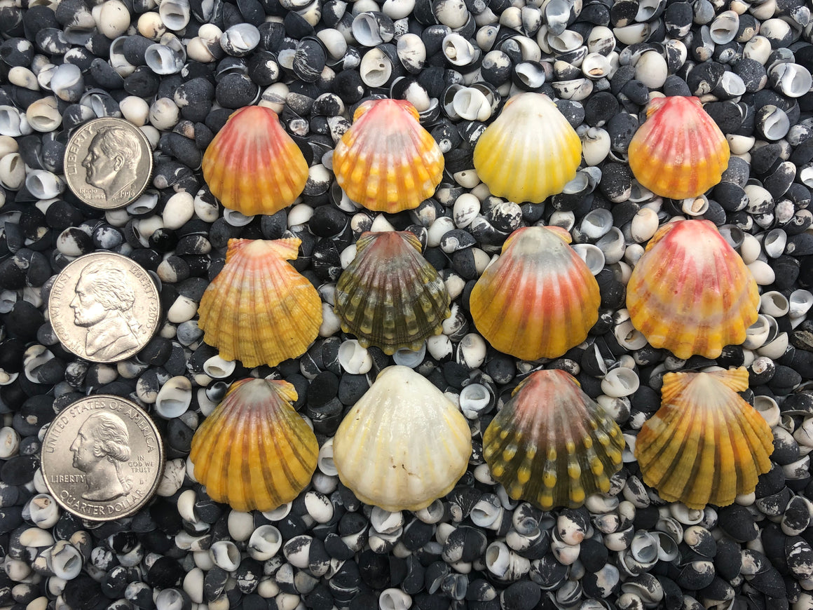 0031 lot of sunrise shells