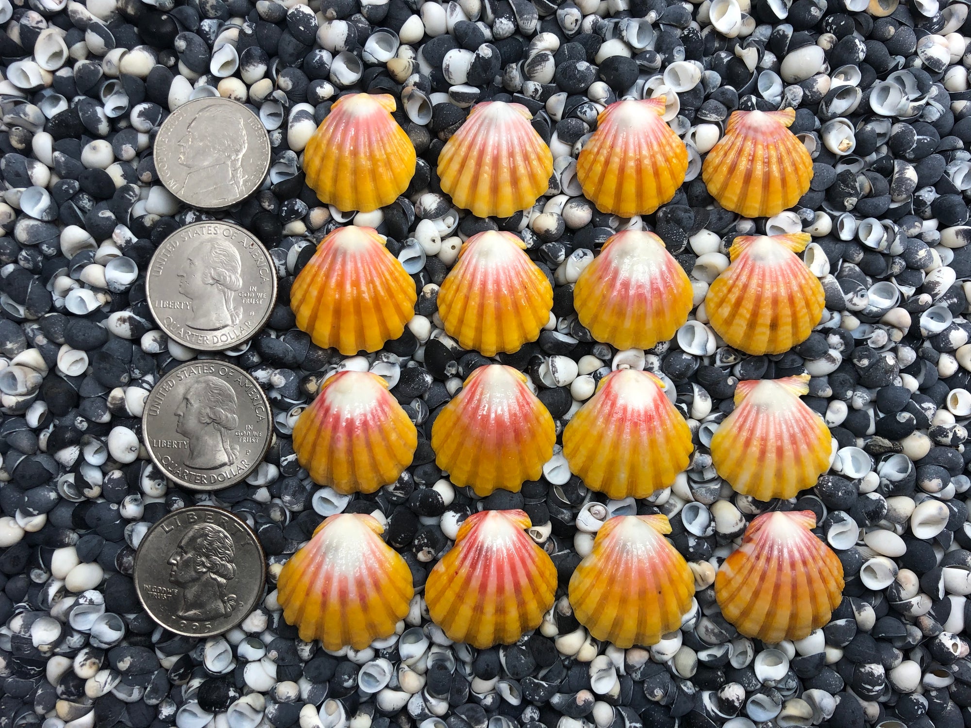0076 lot of sunrise shells