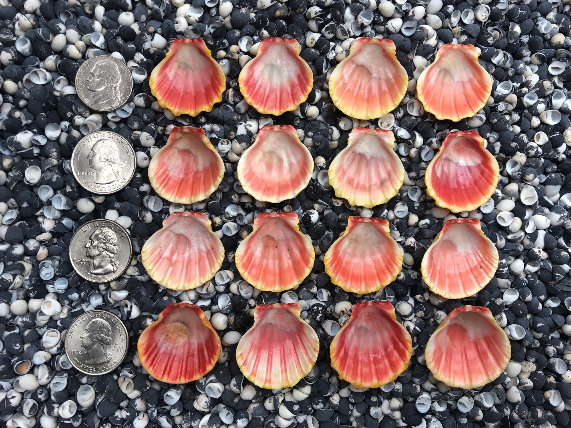 0073 lot of sunrise shells