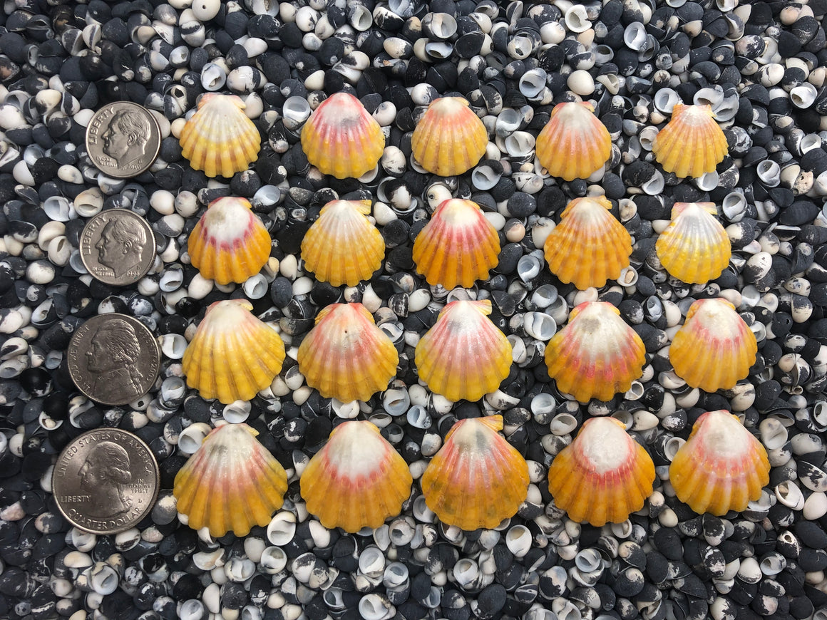 0030 lot of sunrise shells