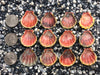 0112 lot of sunrise shells