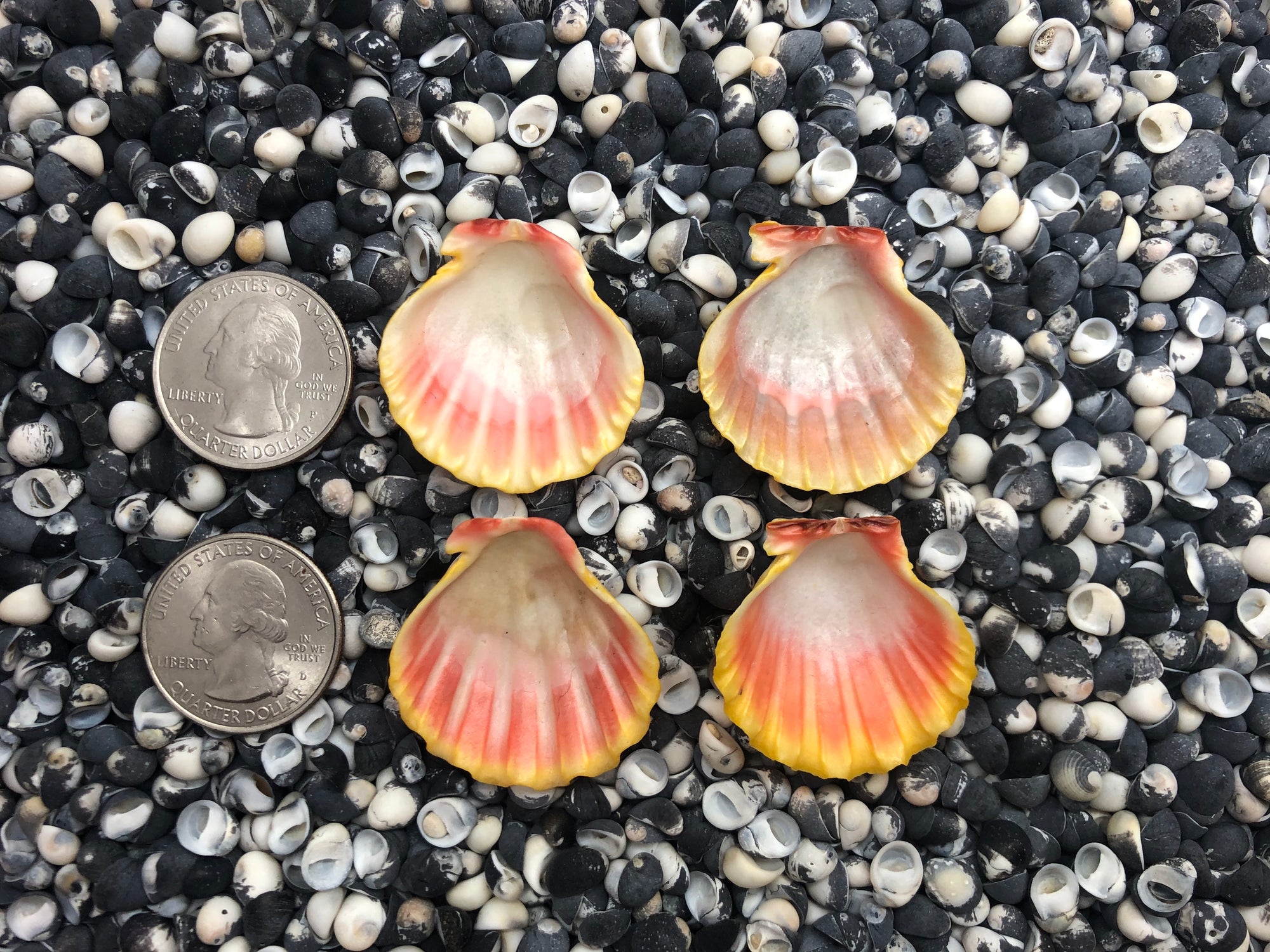 0102 lot of sunrise shells