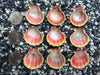 0027 lot of sunrise shells