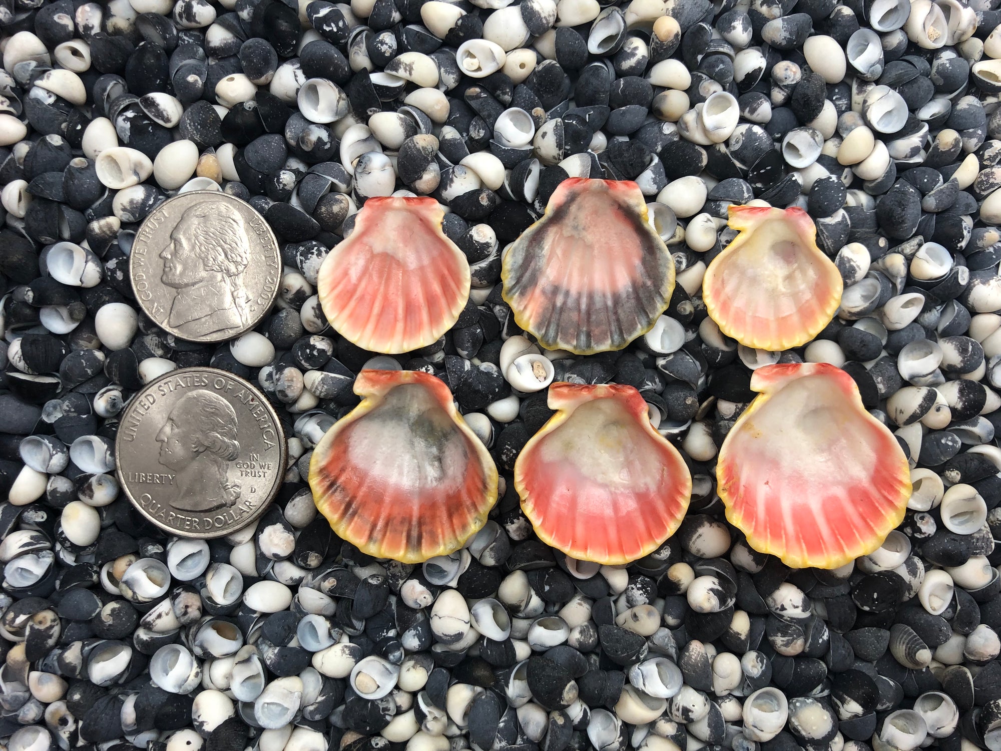 0108 lot of sunrise shells