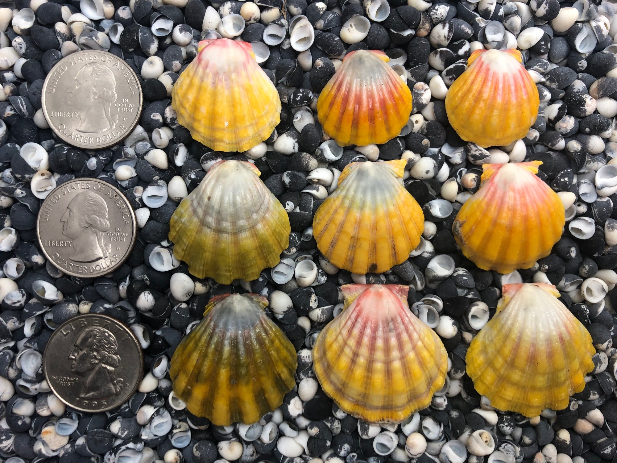 0092 lot of sunrise shells