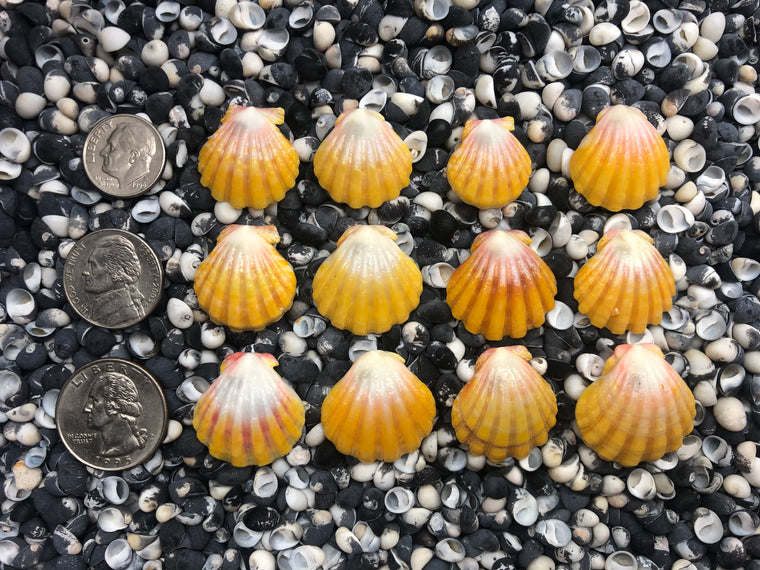 0081 lot of sunrise shells