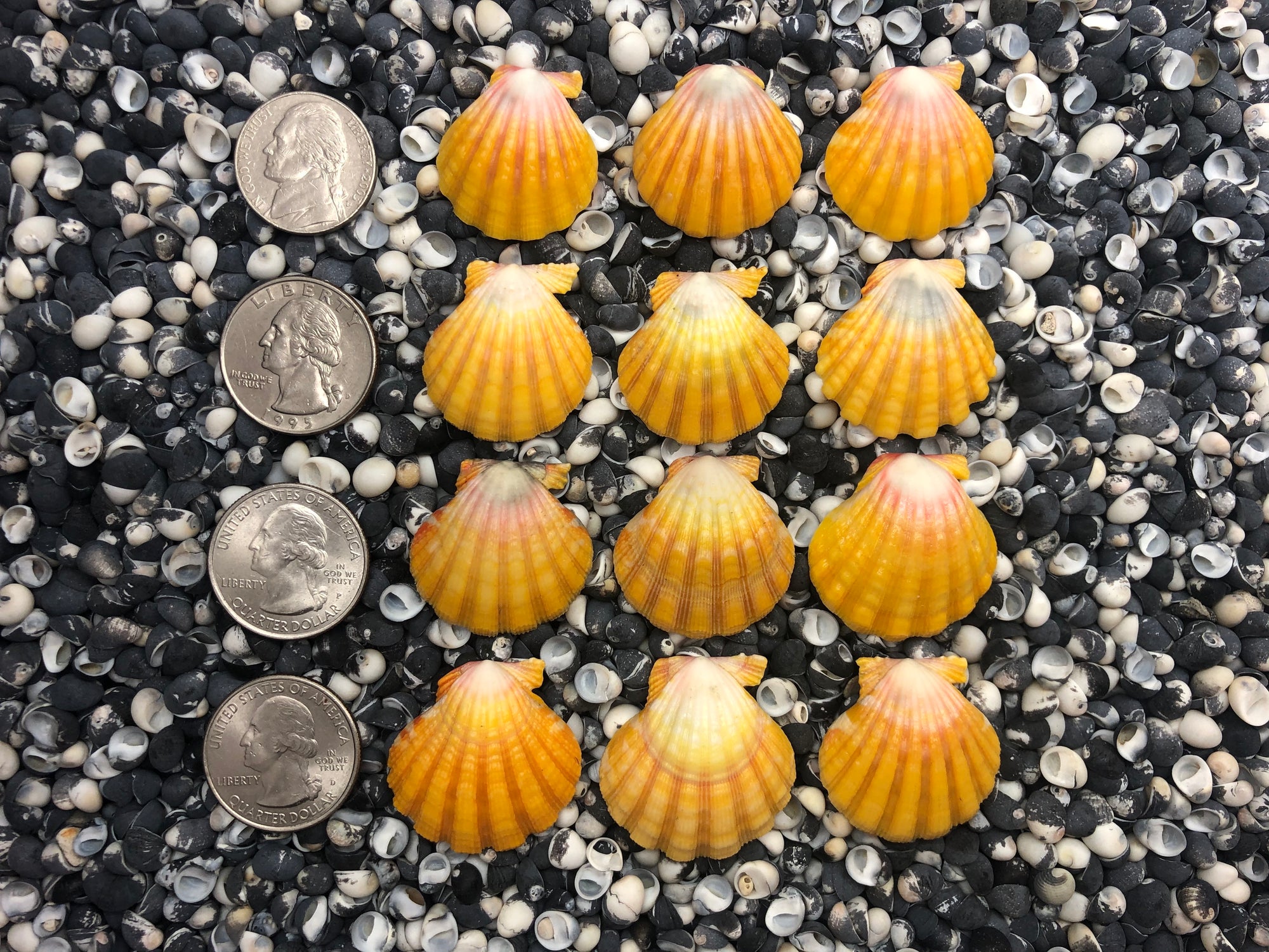 0101 lot of sunrise shells