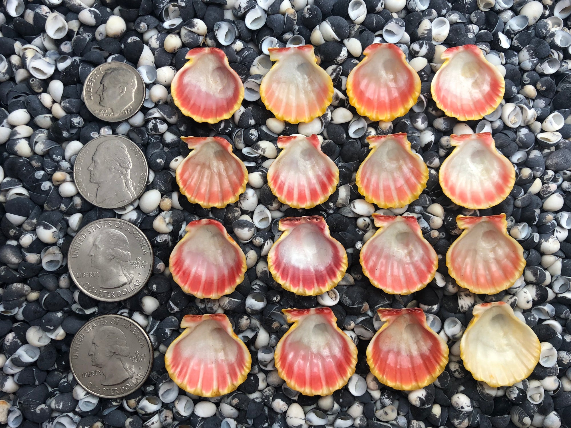 0107 lot of sunrise shells