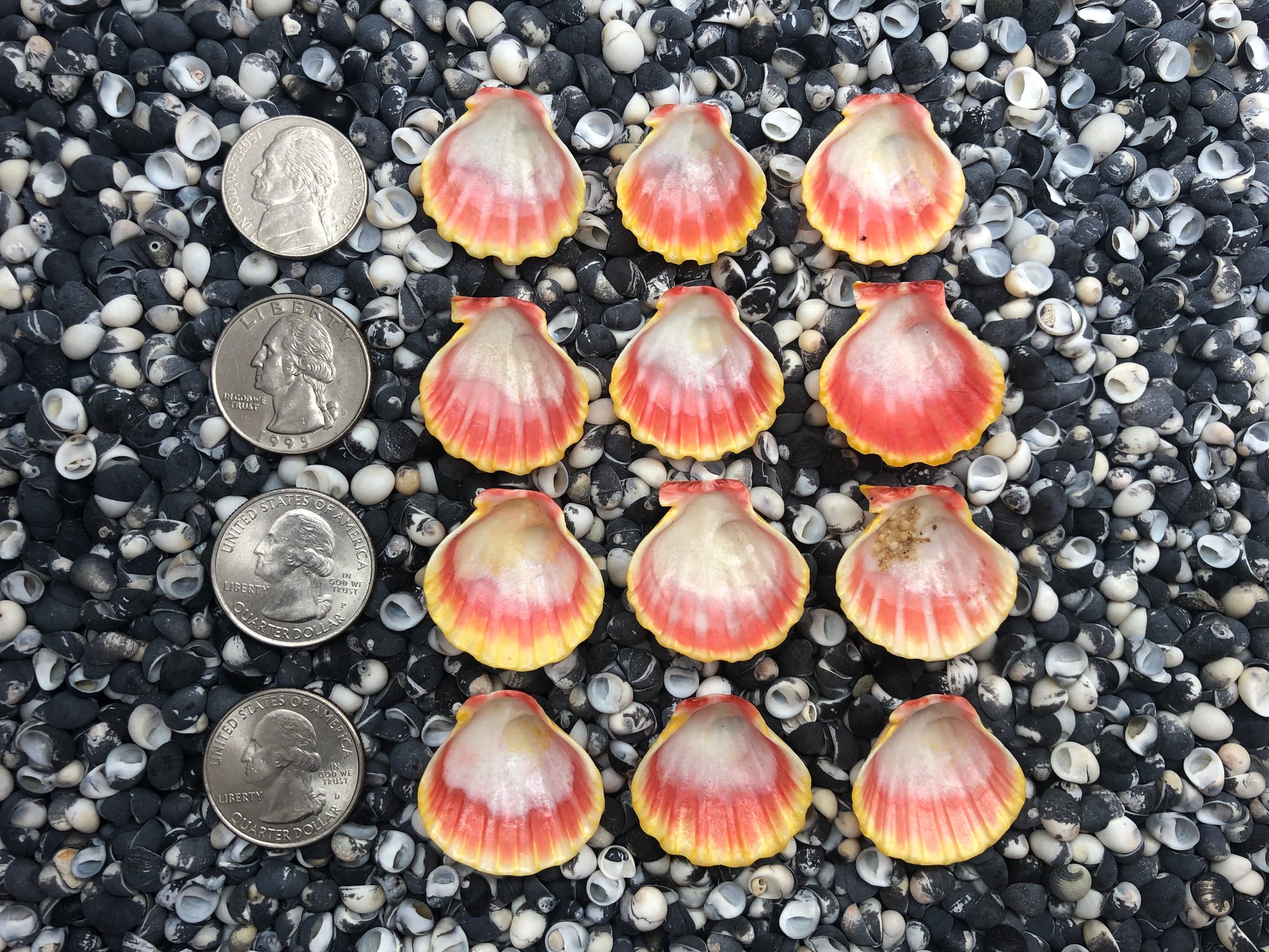 0100 lot of sunrise shells