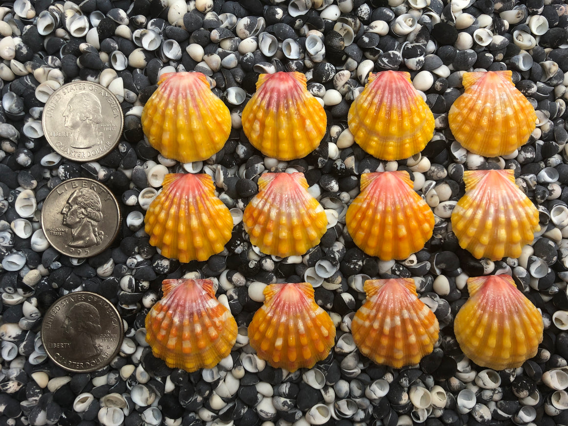 0038 lot of sunrise shells