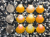 0106 lot of sunrise shells