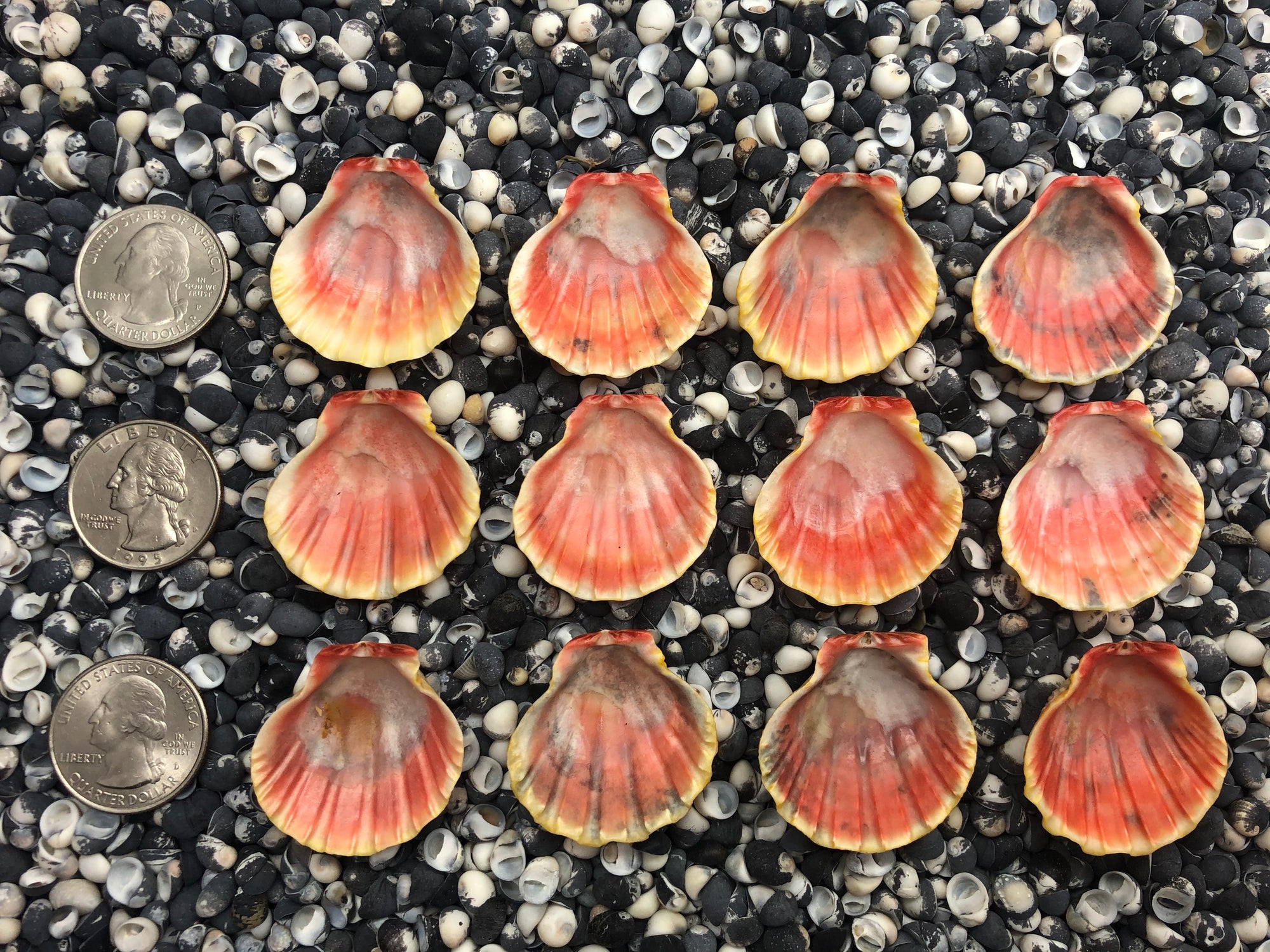 0111 lot of sunrise shells