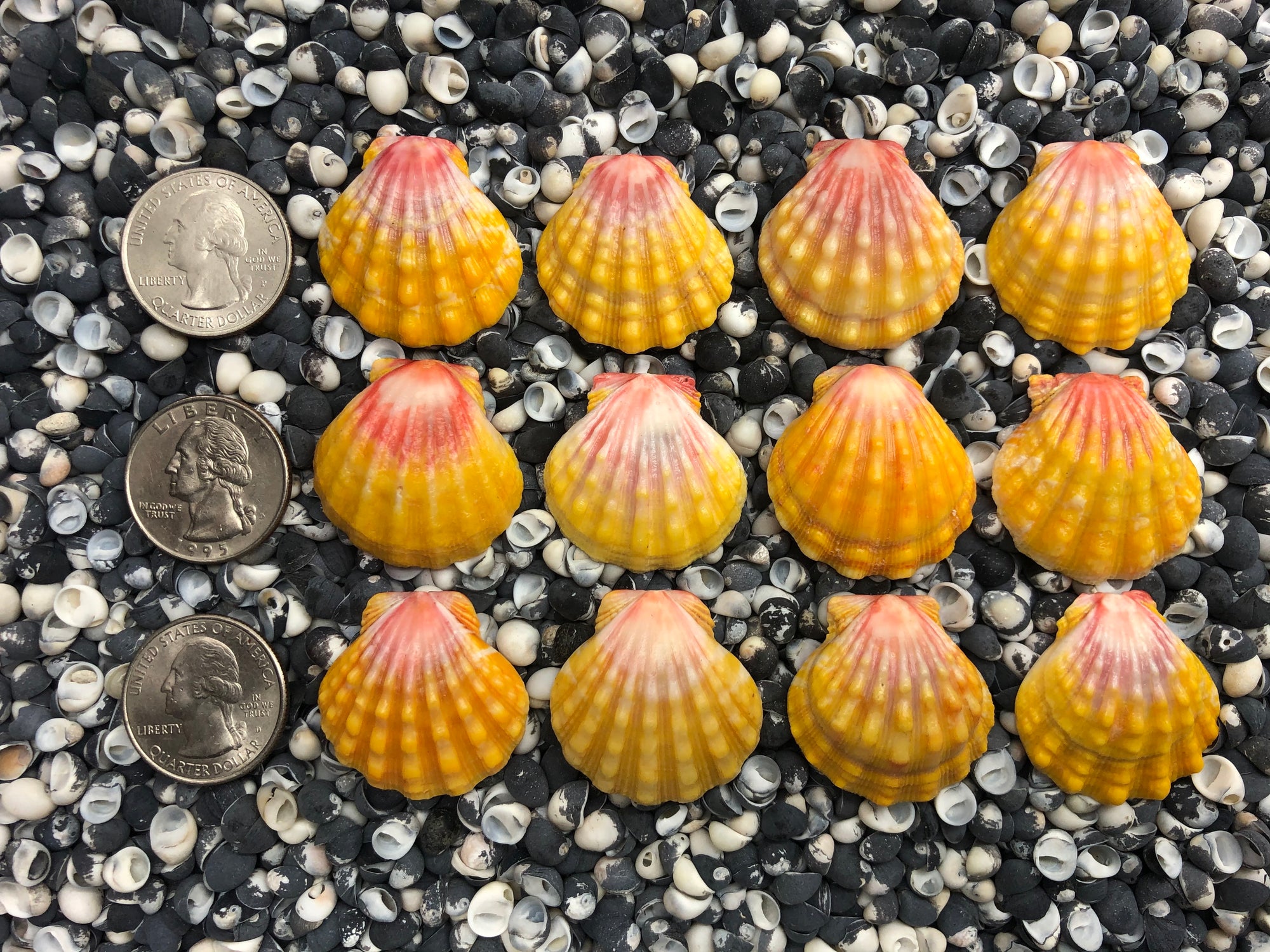 0074 lot of sunrise shells