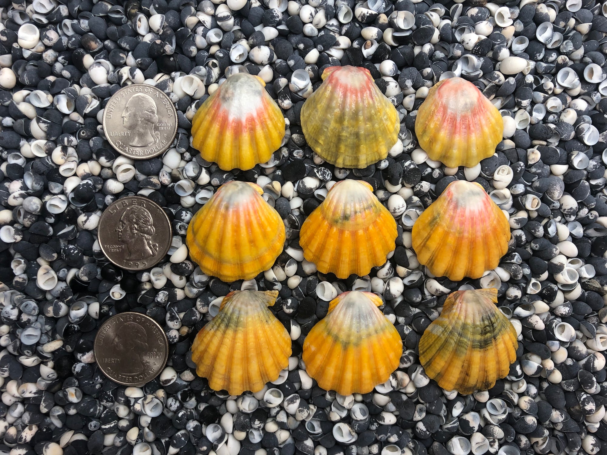 0029 lot of sunrise shells
